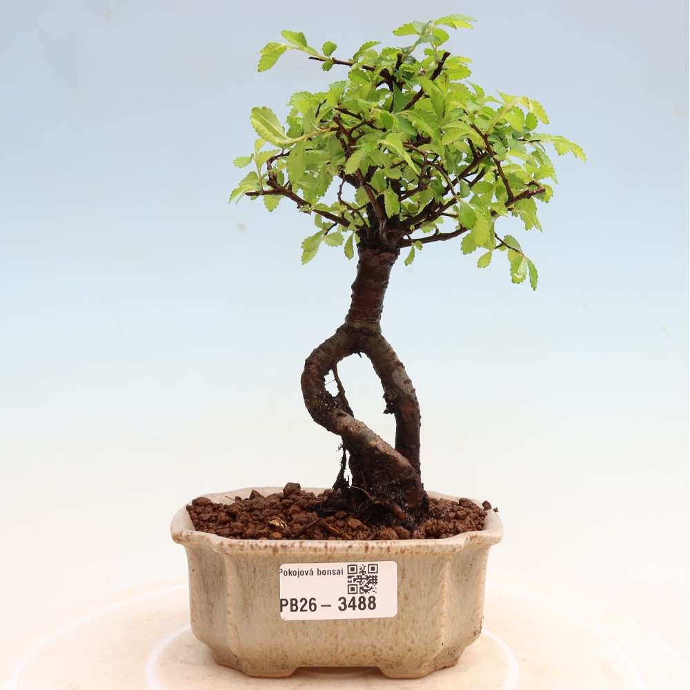 Pokojová bonsai - Ulmus parvifolia - Malolistý jilm