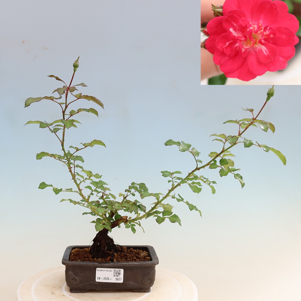 Venkovní bonsai - Rosa Kordes -  růže