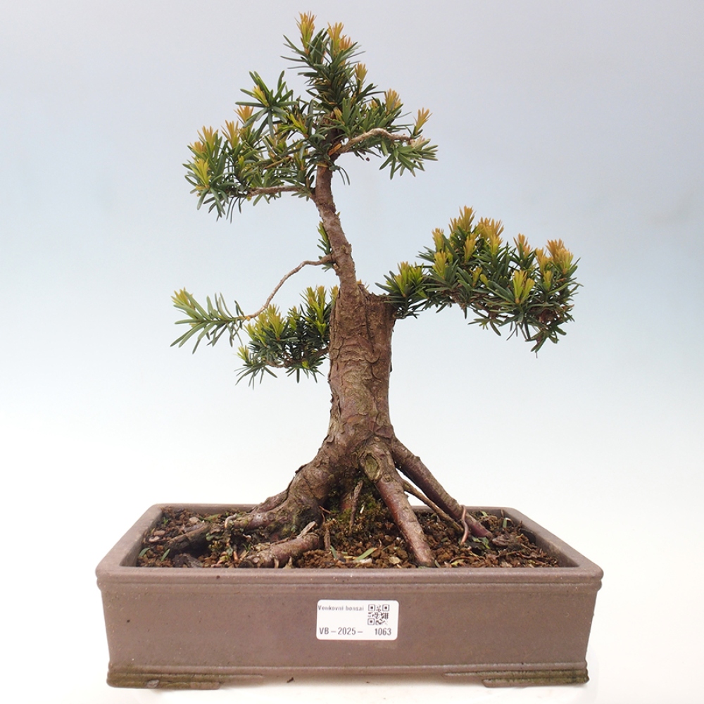 Venkovní bonsai - Taxus cuspidata  - Tis japonský