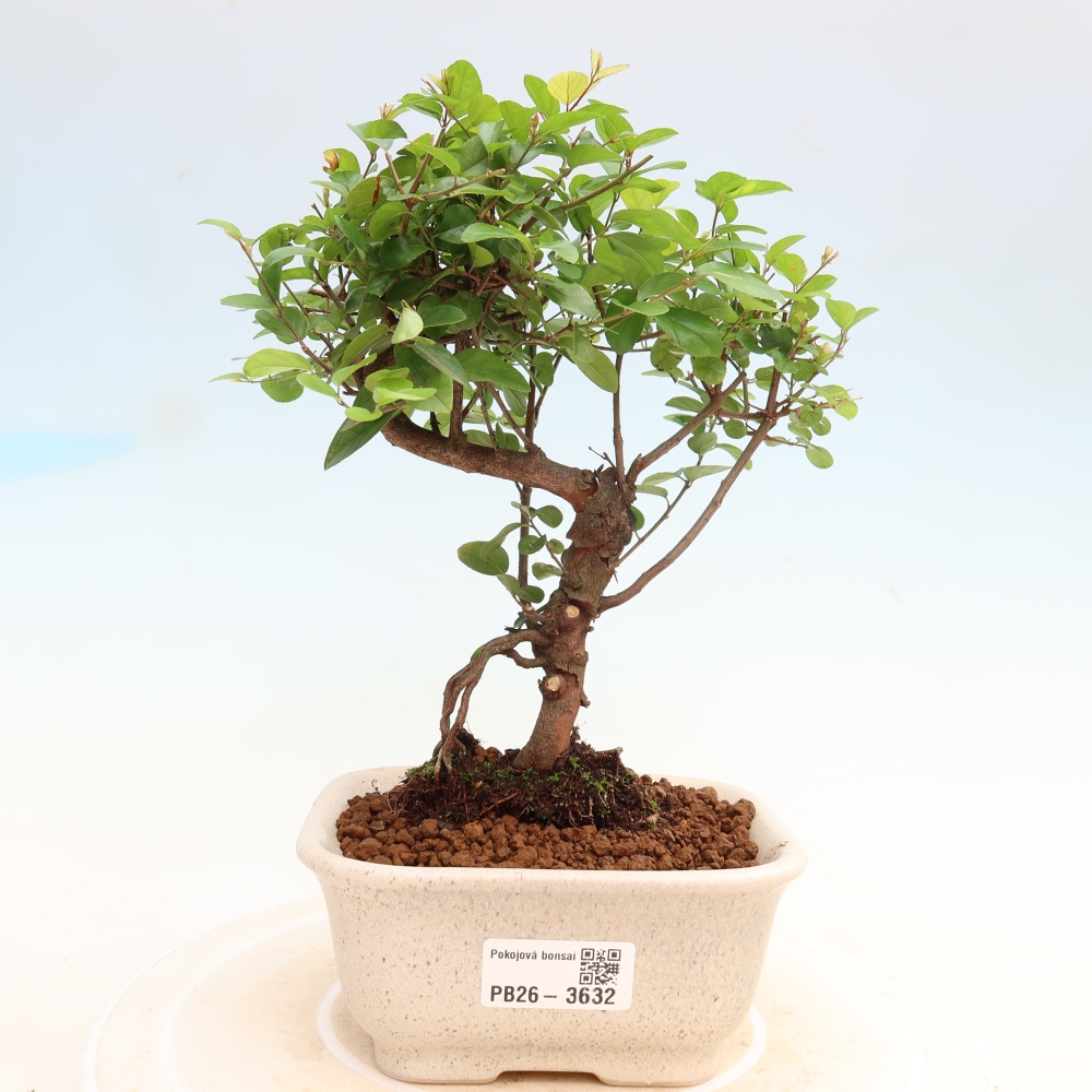 Pokojová bonsai - Sagerécie thea - Sagerécie thea