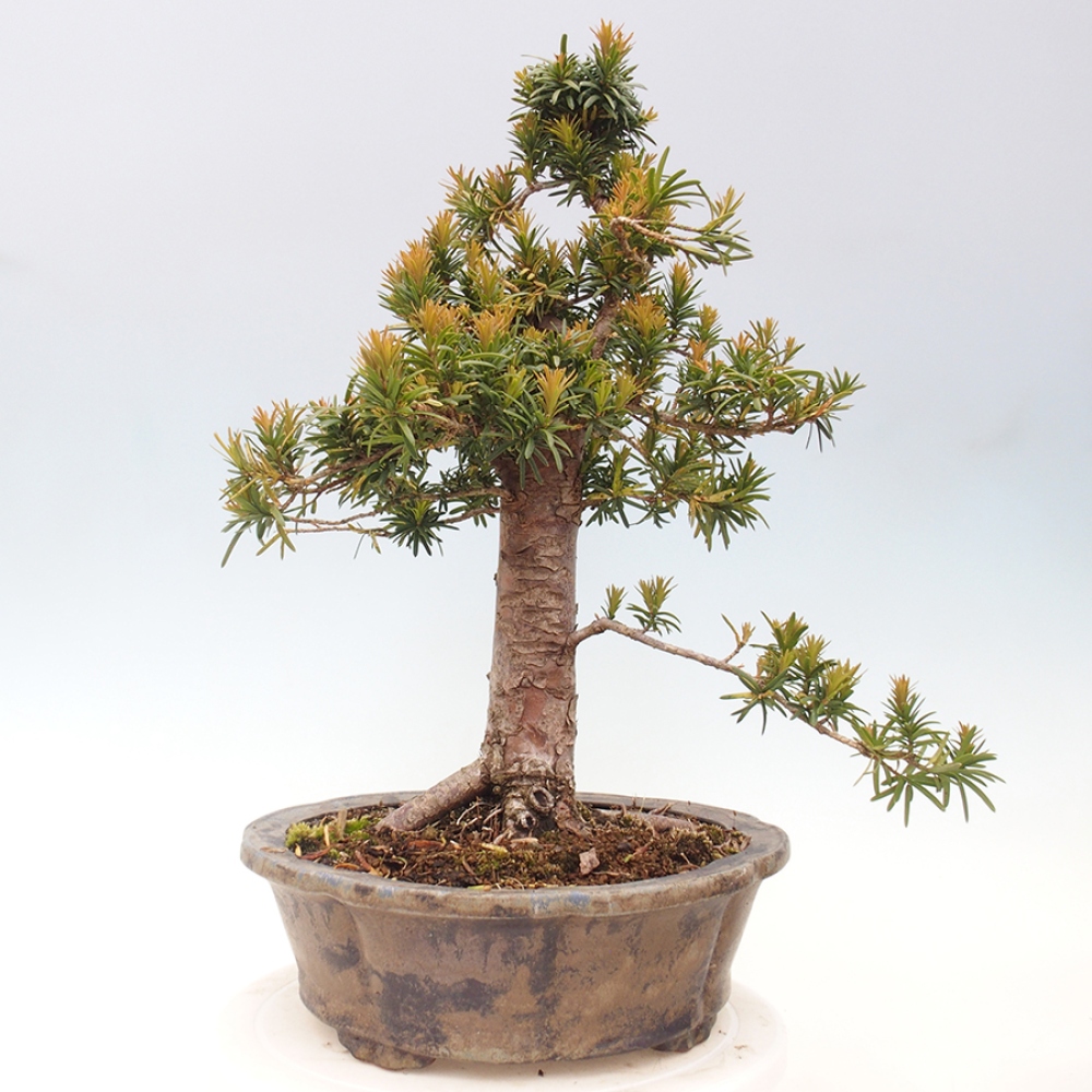 Venkovní bonsai - Taxus cuspidata  - Tis japonský