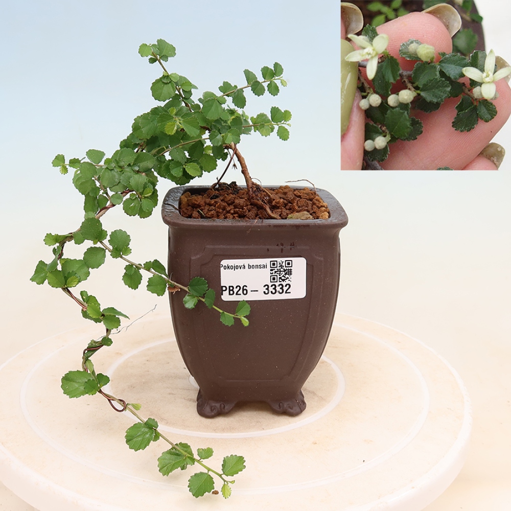 Pokojová bonsai - Grewia sp. - Grewie malolistá