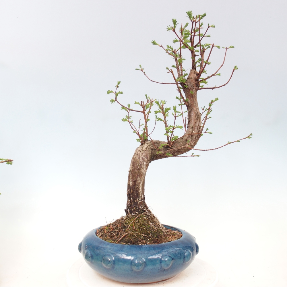 Venkovní bonsai - Metasequoia glyptostroboides - Metasekvoje čínská