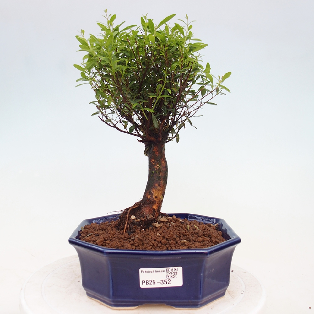 Pokojová bonsai - Syzygium - Pimentovník