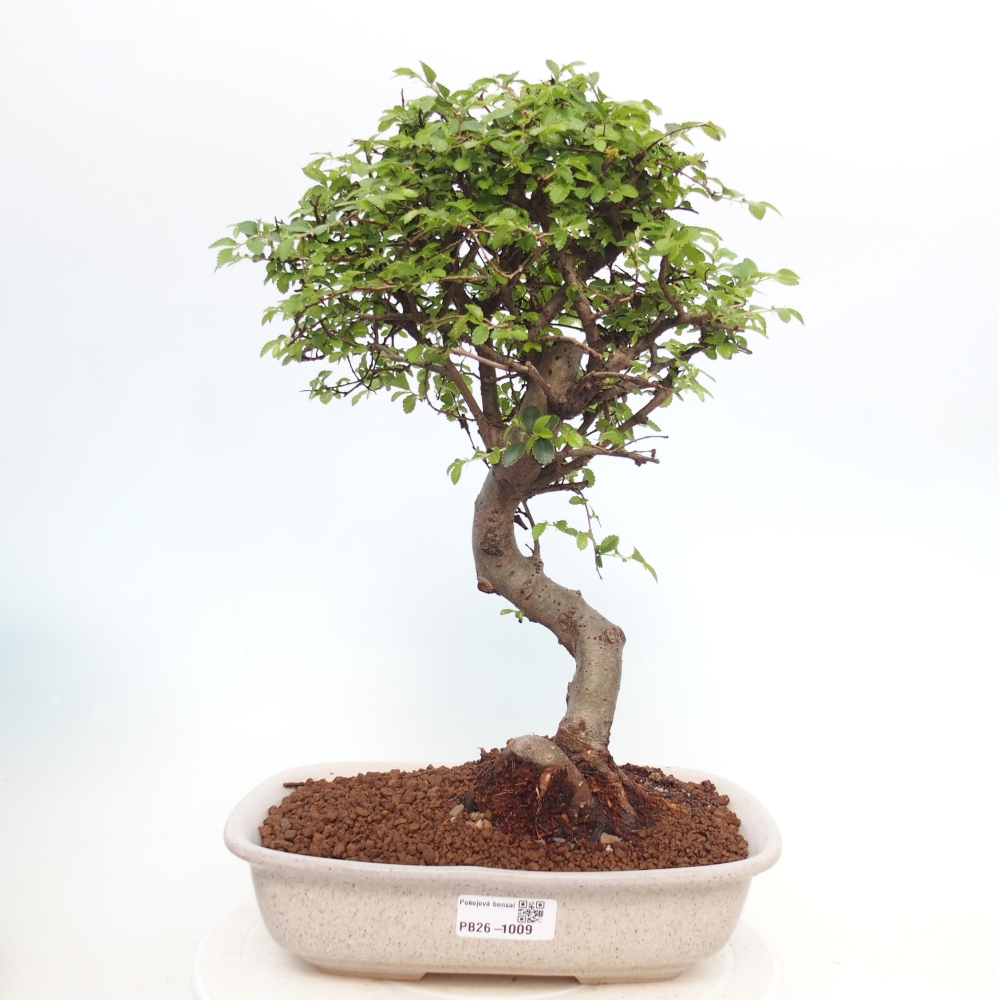 Pokojová bonsai - Ulmus parvifolia - Malolistý jilm