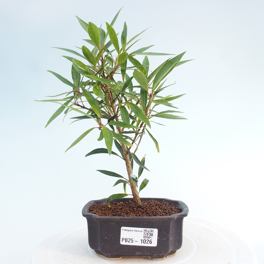 Pokojová bonsai - Ficus nerifolia -  malolistý fíkus