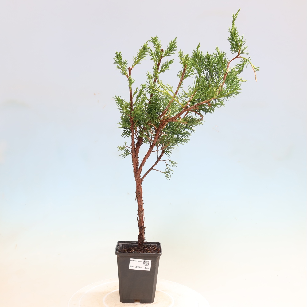 Venkovní bonsai - Juniperus chinensis Kishu -Jalovec čínský