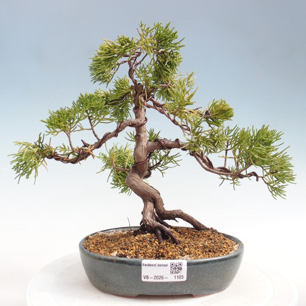 Venkovní bonsai - Juniperus chinensis Kishu -Jalovec čínský