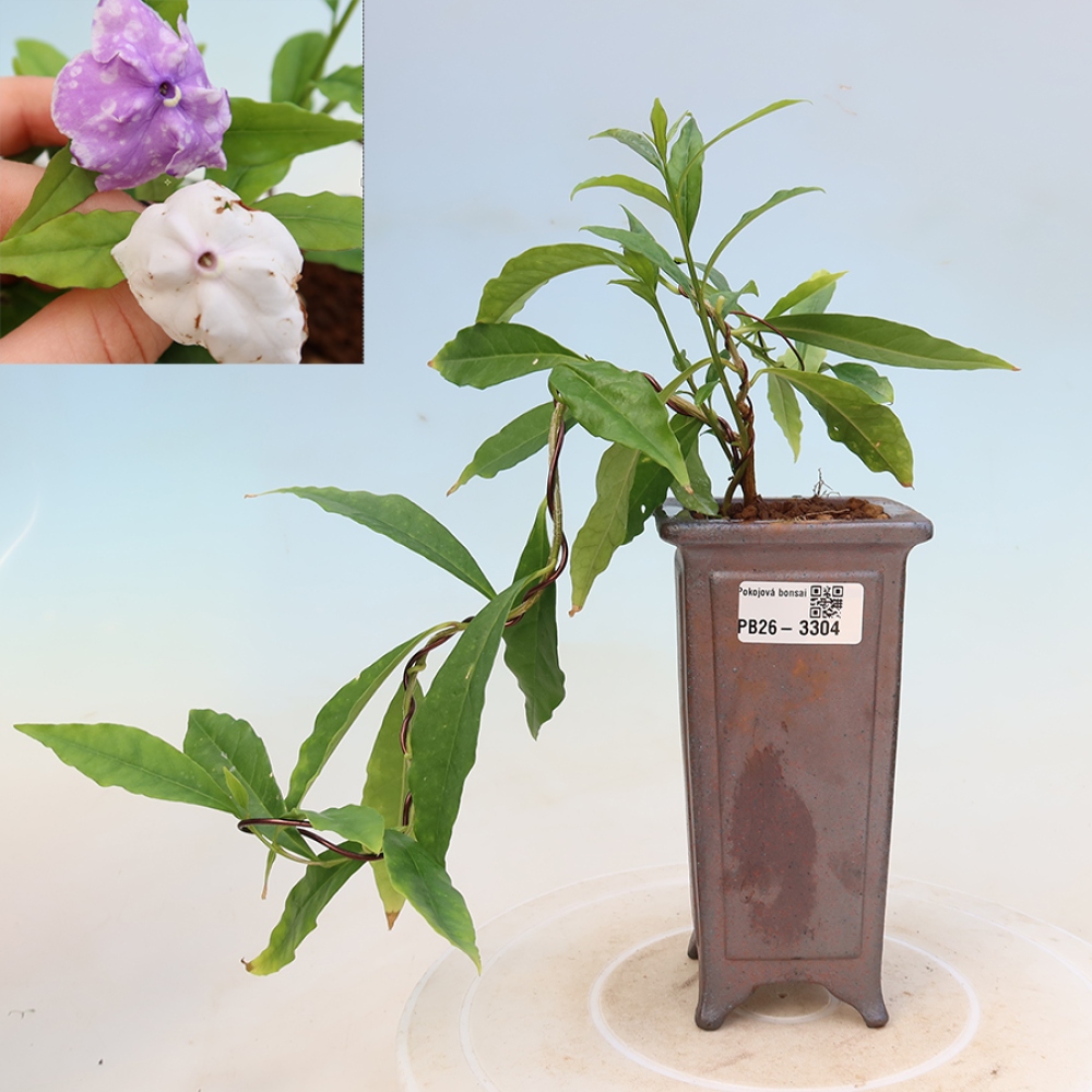 Pokojová bonsai - Tanaman melati costa - Brunfelsia