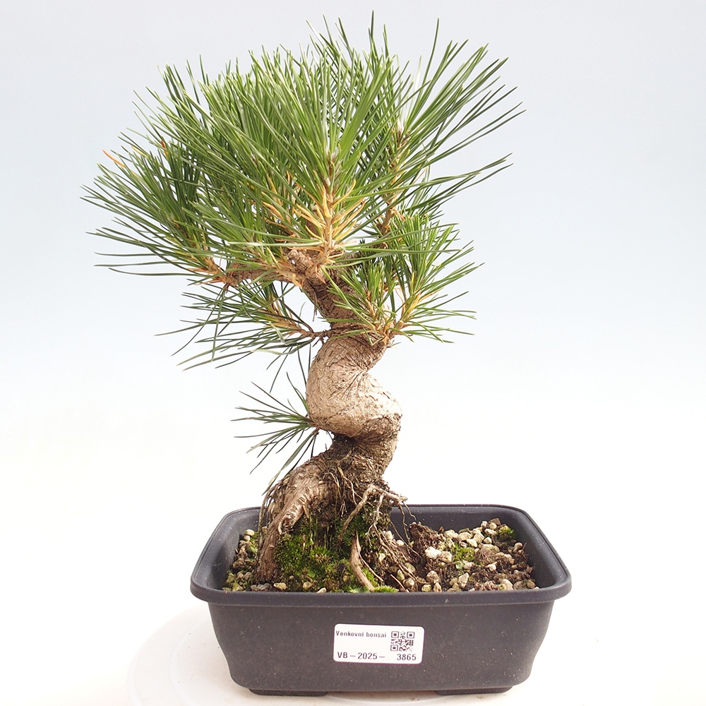Venkovní bonsai - Pinus thunbergii - Borovice thunbergova