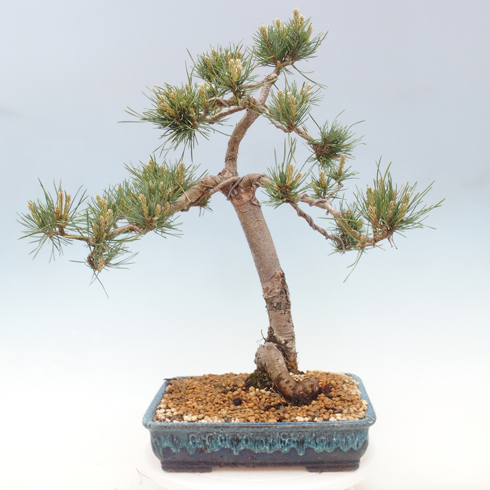 Venkovní bonsai - Pinus Sylvestris Watererri - Borovice lesní