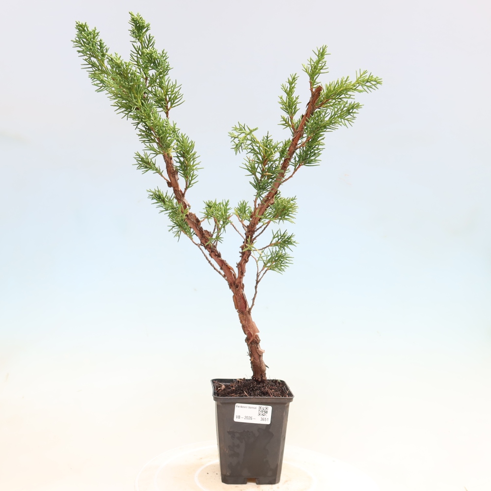 Venkovní bonsai - Juniperus chinensis Kishu -Jalovec čínský