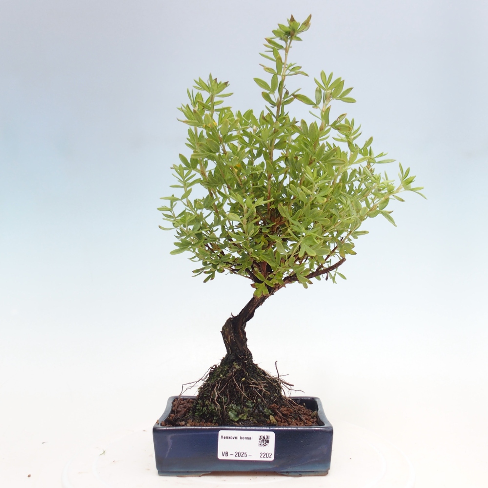 Venkovní bonsai-Mochna křovitá - potentila fruticosa yellow Bird
