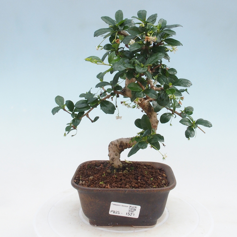 Pokojová bonsai - Carmona macrophylla - Čaj fuki