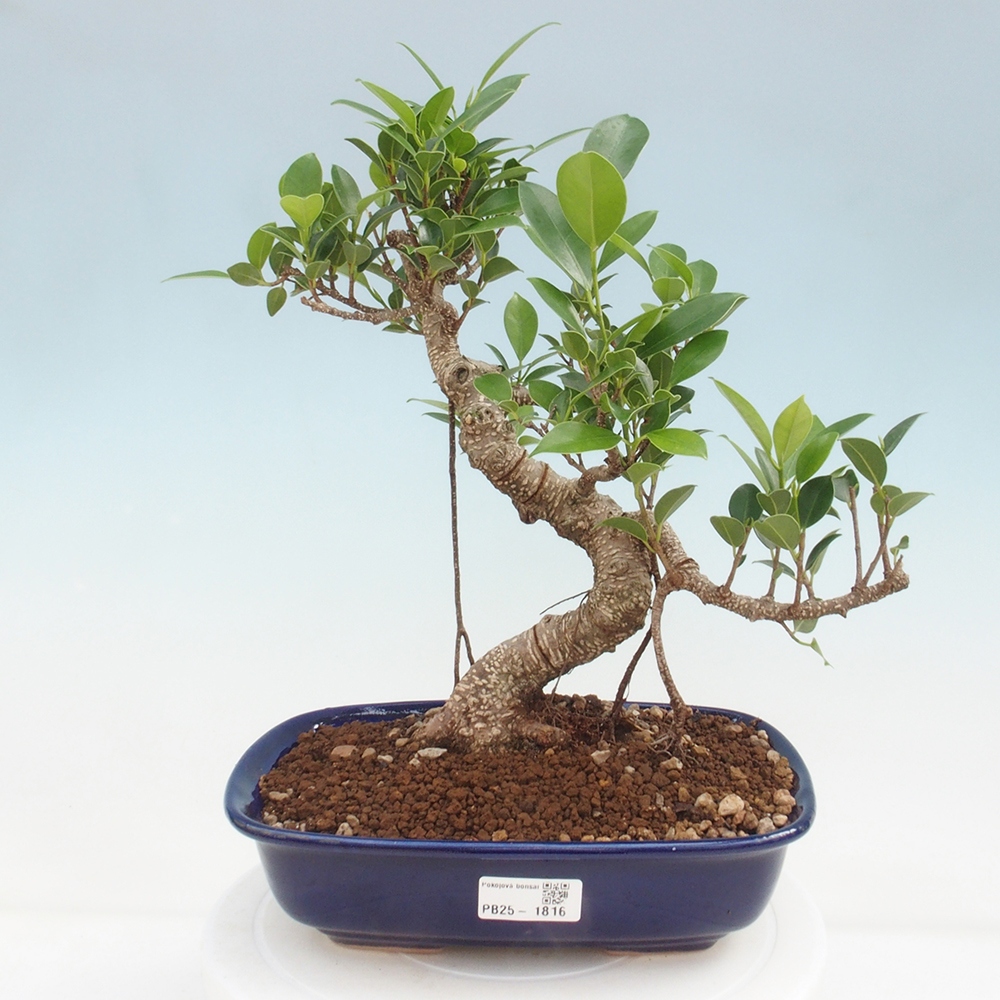 Pokojová bonsai - Ficus kimmen -  malolistý fíkus