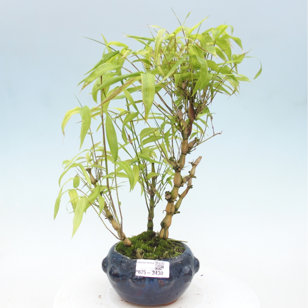 Pokojová bonsai - Bambus budha-Bambus budhovo břicho