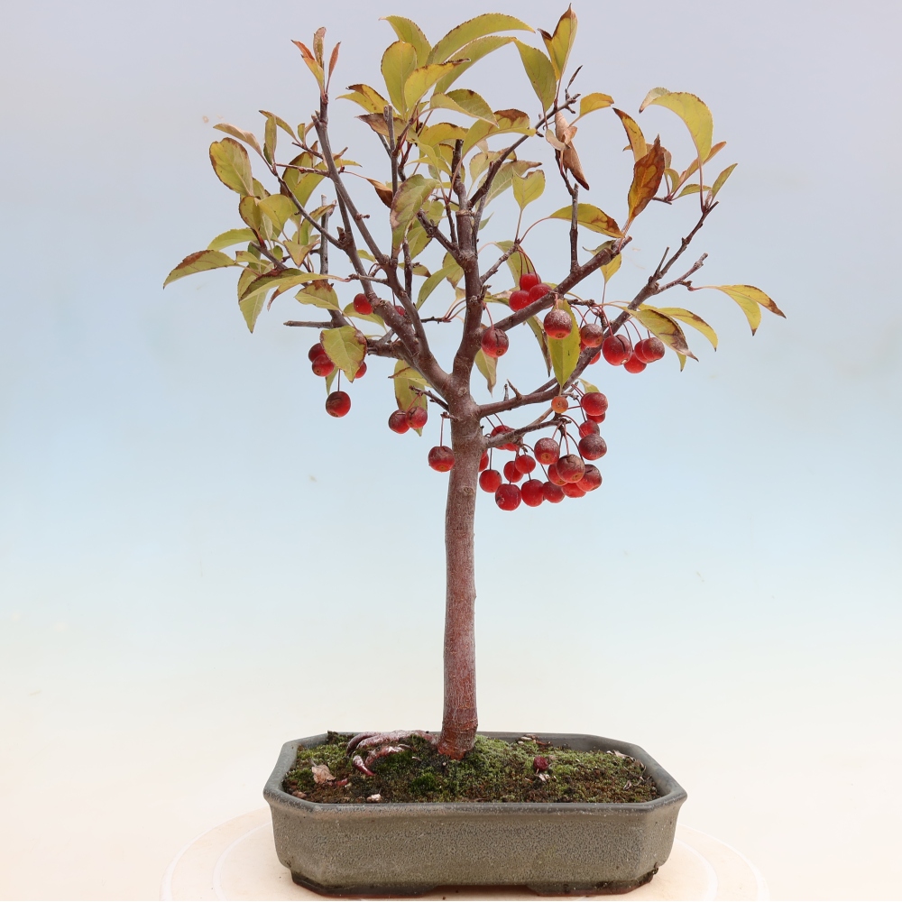 Venkovní bonsai -Malus domestica - Maloplodá jabloň červenolistá