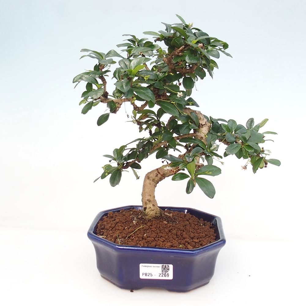 Pokojová bonsai - Carmona macrophylla - Čaj fuki