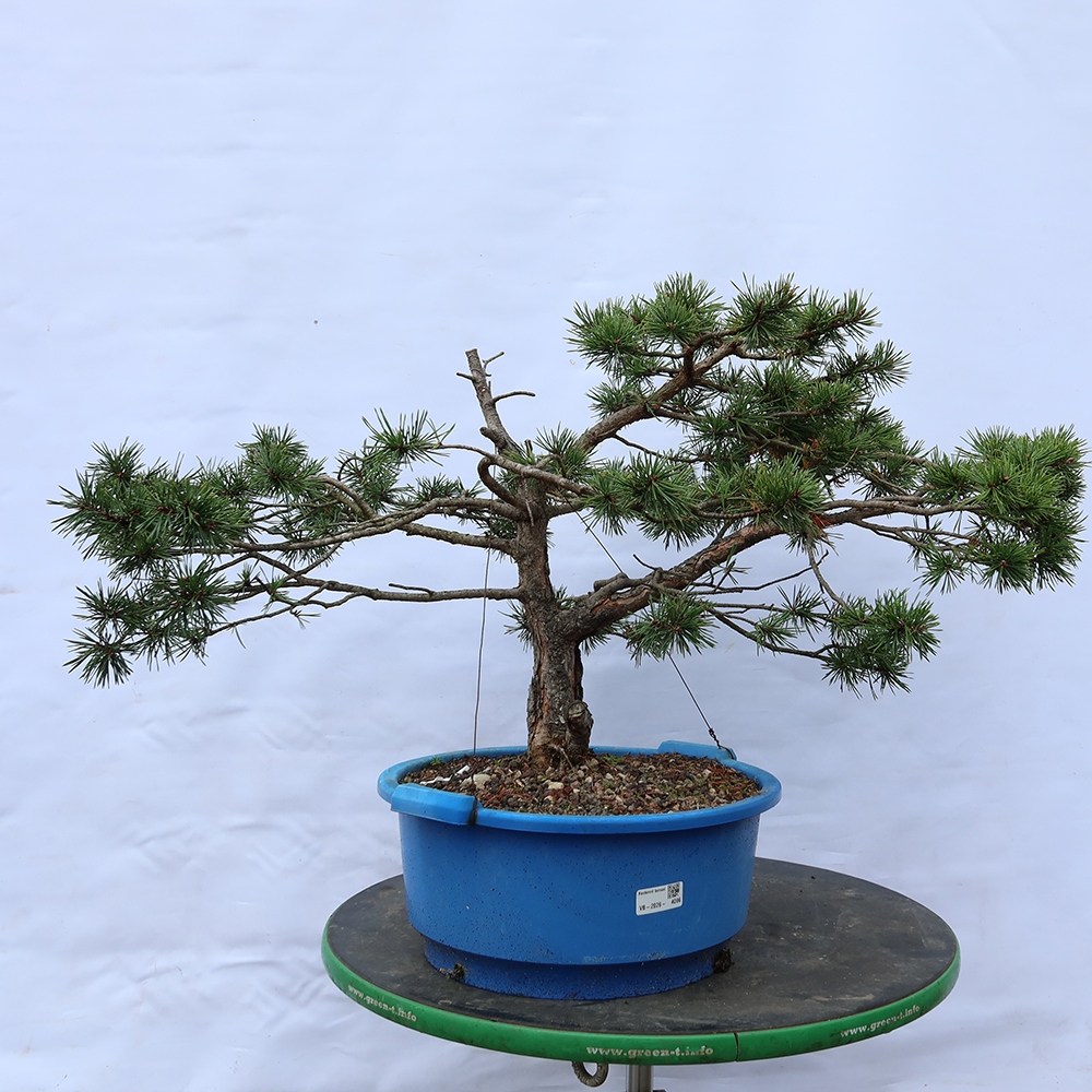Pinus sylvestris Španělsko - borovice lesní
