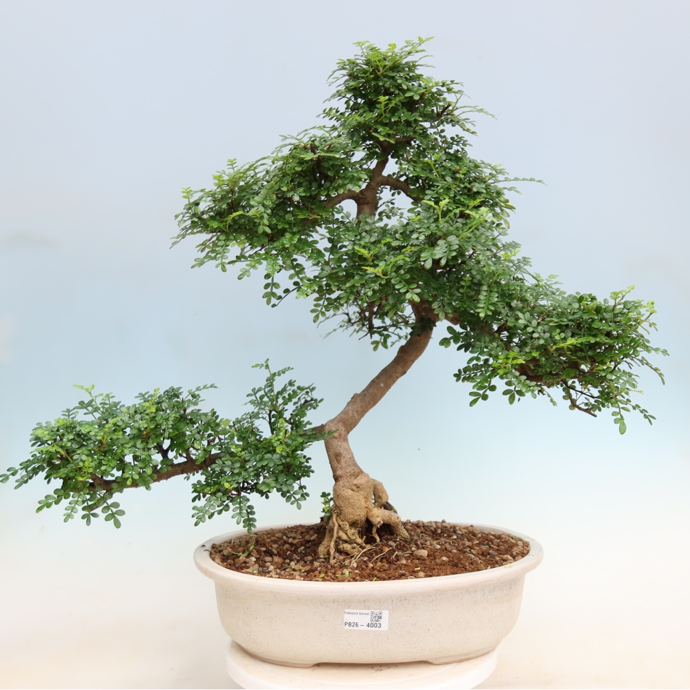 Pokojová bonsai - Zantoxylum piperitum - pepřovník