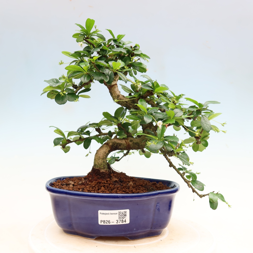 Pokojová bonsai - Carmona macrophylla - Čaj fuki