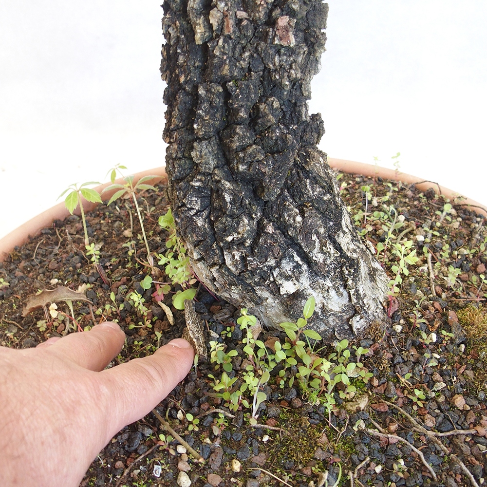 Venkovní bonsai Quercus Cerris - Dub Cer