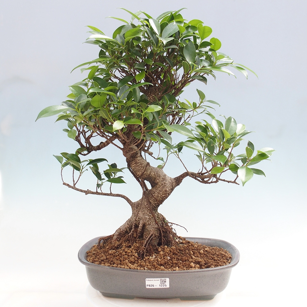Pokojová bonsai - Ficus kimmen -  malolistý fíkus