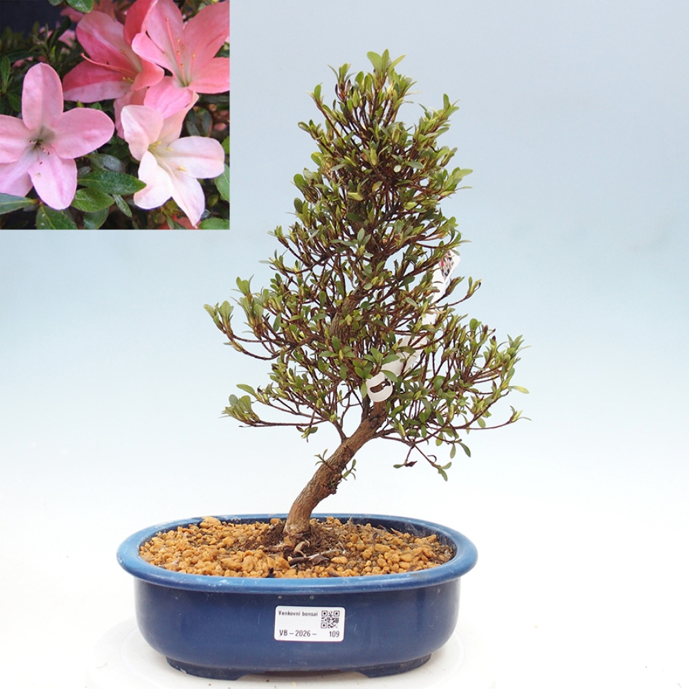 Venkovní bonsai - Japonská azalka - Azalea Nikko