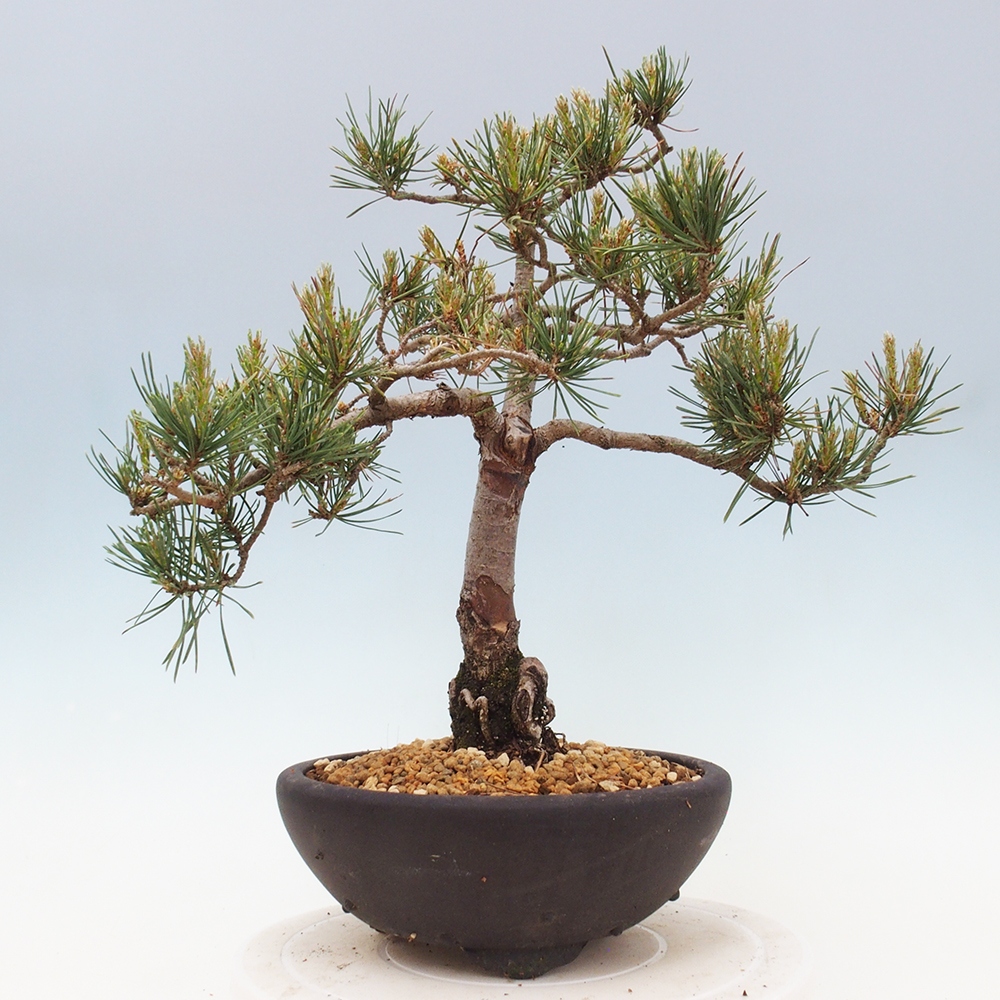 Venkovní bonsai - Pinus Sylvestris Watererri - Borovice lesní