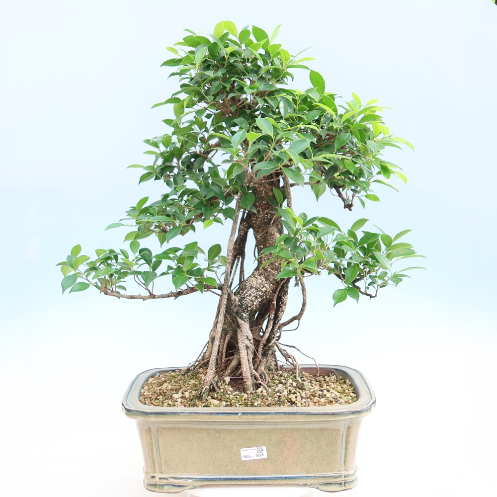 Pokojová bonsai - Ficus kimmen -  malolistý fíkus