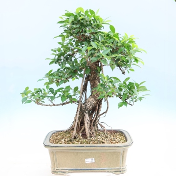 Pokojov bonsaje do bytu | Nejvt bonsai centrum v R od roku 1979 - e- bonsai.cz