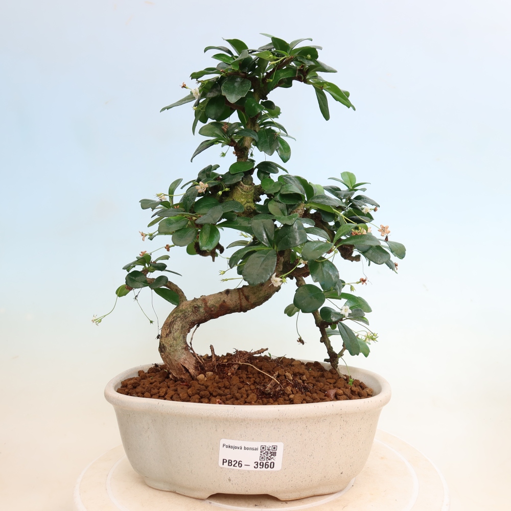 Pokojová bonsai - Carmona macrophylla - Čaj fuki