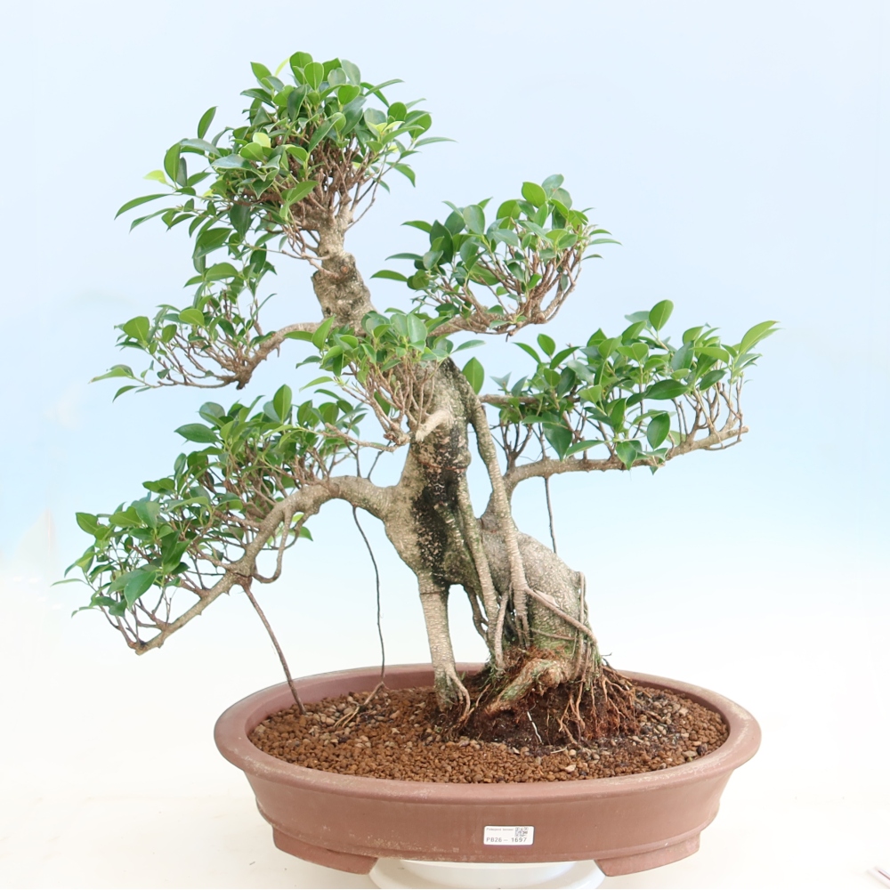 Pokojová bonsai - Ficus kimmen -  malolistý fíkus