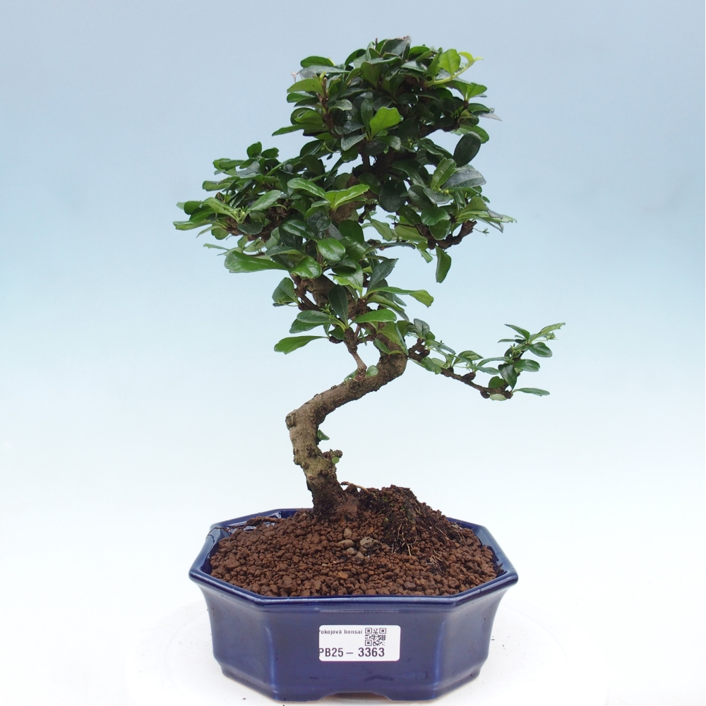 Pokojová bonsai - Carmona macrophylla - Čaj fuki