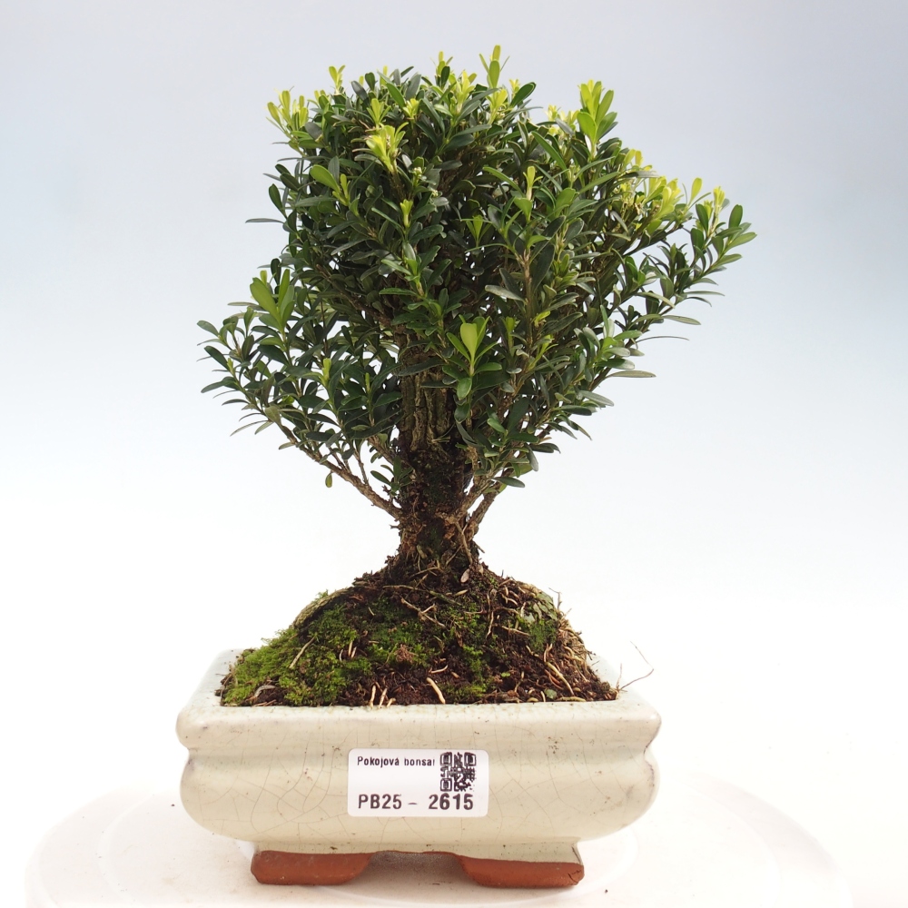 Pokojová bonsai - Buxus harlandii -korkový buxus