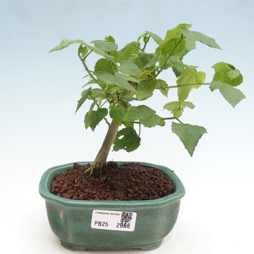 Pokojová bonsai - Malvaviscus arboreus - ibiškovec dřevnatý