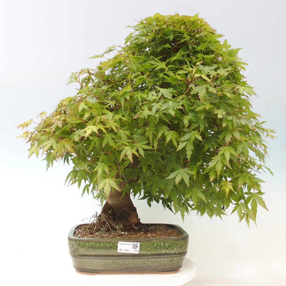 Venkovní bonsai - Javor dlanitolistý - Acer palmatum  - POUZE PALETOVÁ PŘEPRAVA