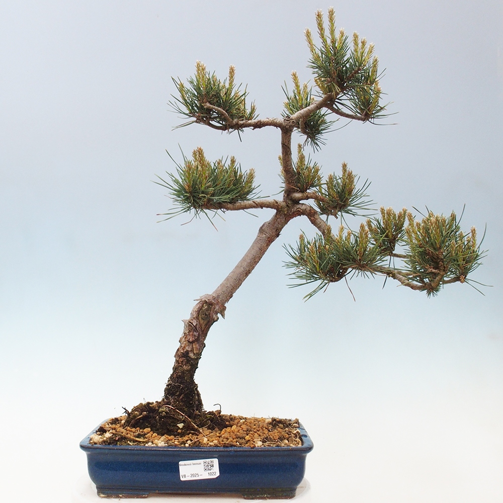 Venkovní bonsai - Pinus Sylvestris Watererri - Borovice lesní