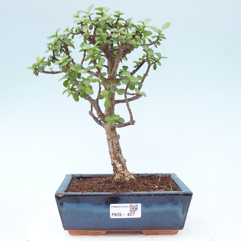 Pokojová bonsai - Portulakaria Afra - Tlustice