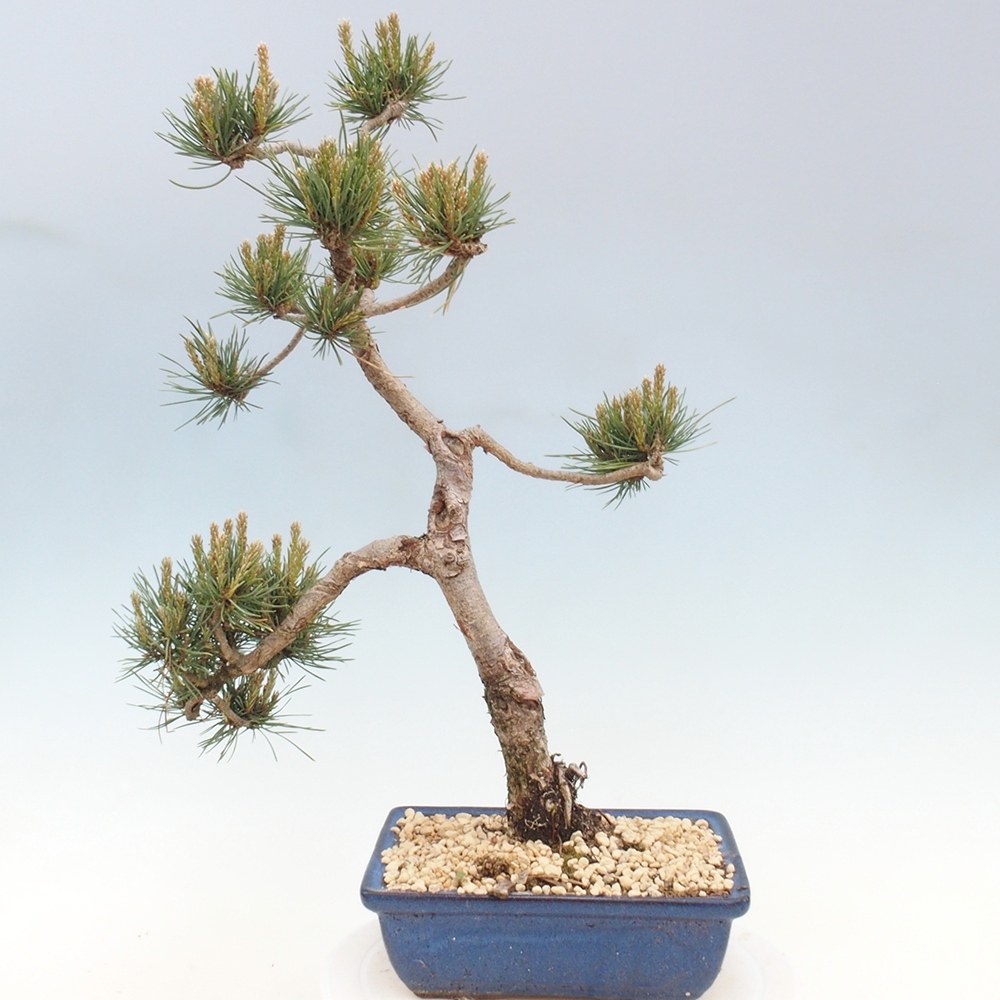 Venkovní bonsai - Pinus Sylvestris Watererri - Borovice lesní