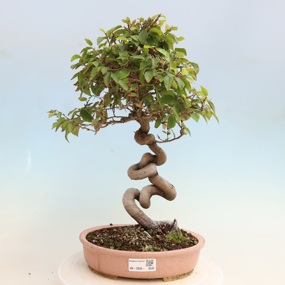 Venkovní bonsai -Carpinus CARPINOIDES - Habr korejský