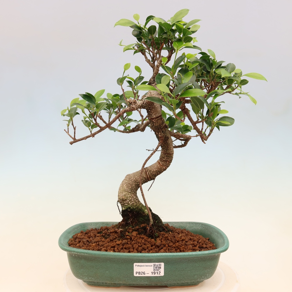 Pokojová bonsai - Ficus kimmen -  malolistý fíkus