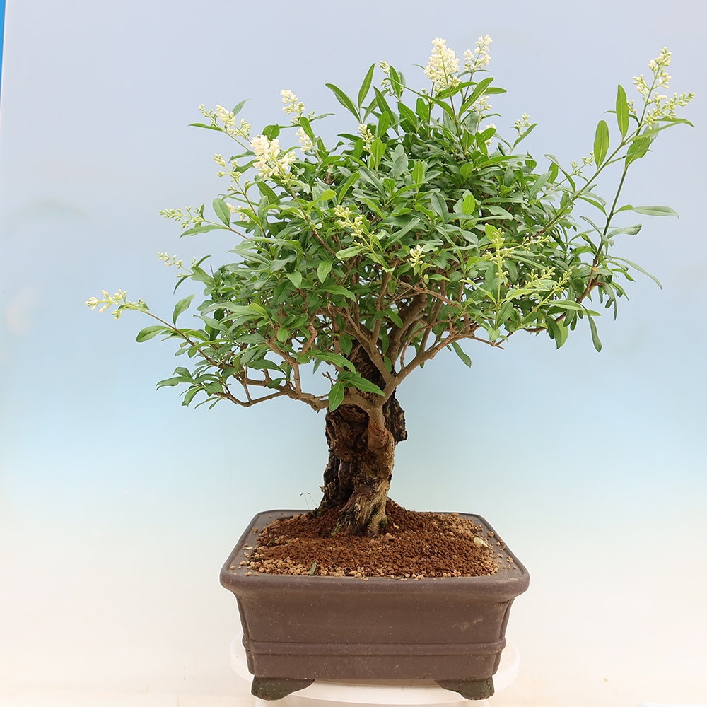 Venkovní bonsai - Ligustrum vulgare - Ptačí zob