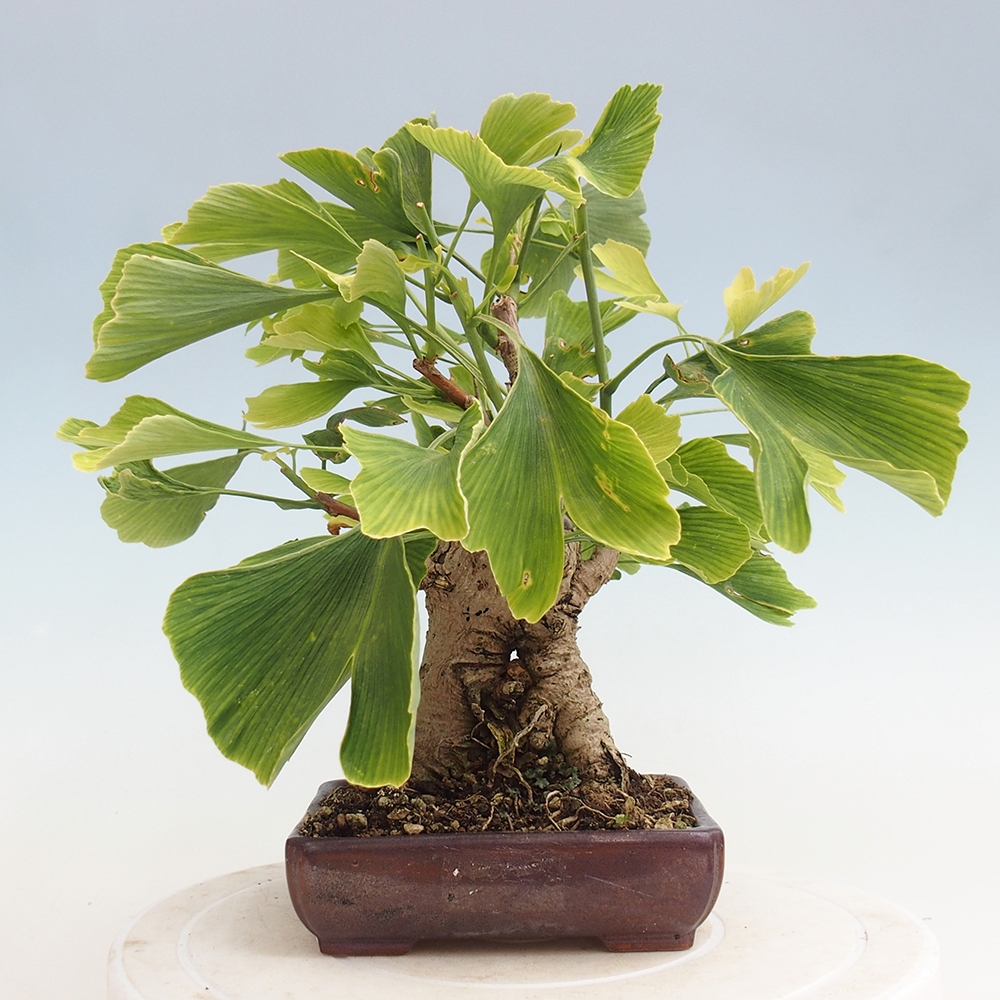 Venkovní bonsai - Jinan dvoulaločný - Ginkgo biloba