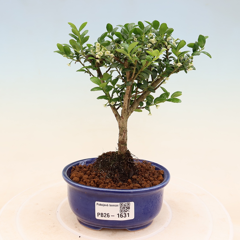 Pokojová bonsai - Ilex crenata - Cesmína