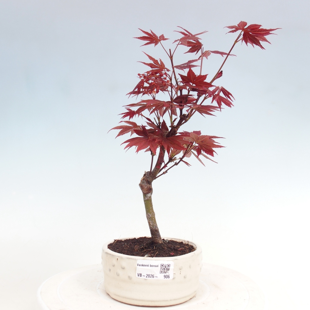 Venkovní bonsai - Acer palm. Atropurpureum-Javor dlanitolistý