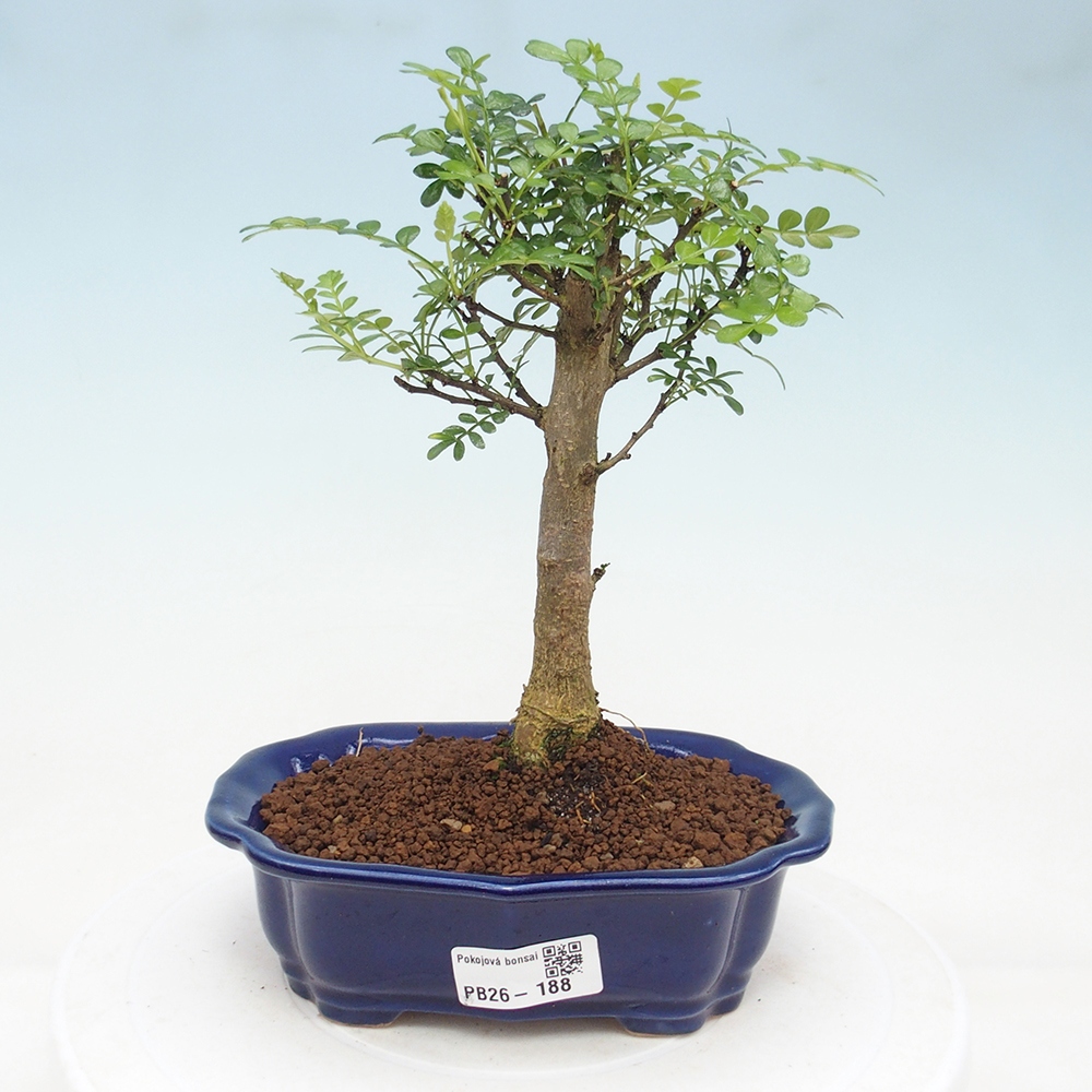 Pokojová bonsai - Zantoxylum piperitum - Pepřovník
