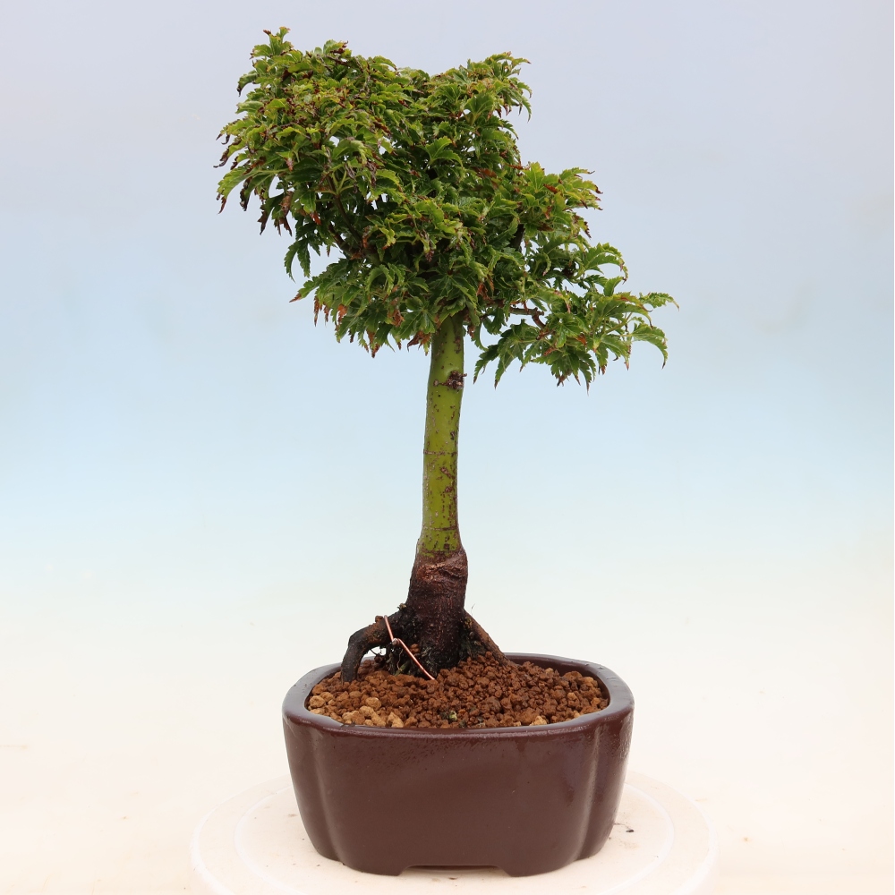 Venkovní bonsai -Javor dlanitolistý Acer palmatum Shishigashira