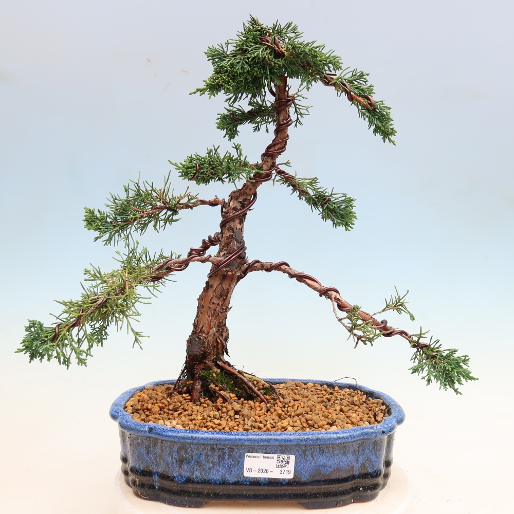 Venkovní bonsai - Juniperus chinensis Kishu -Jalovec čínský