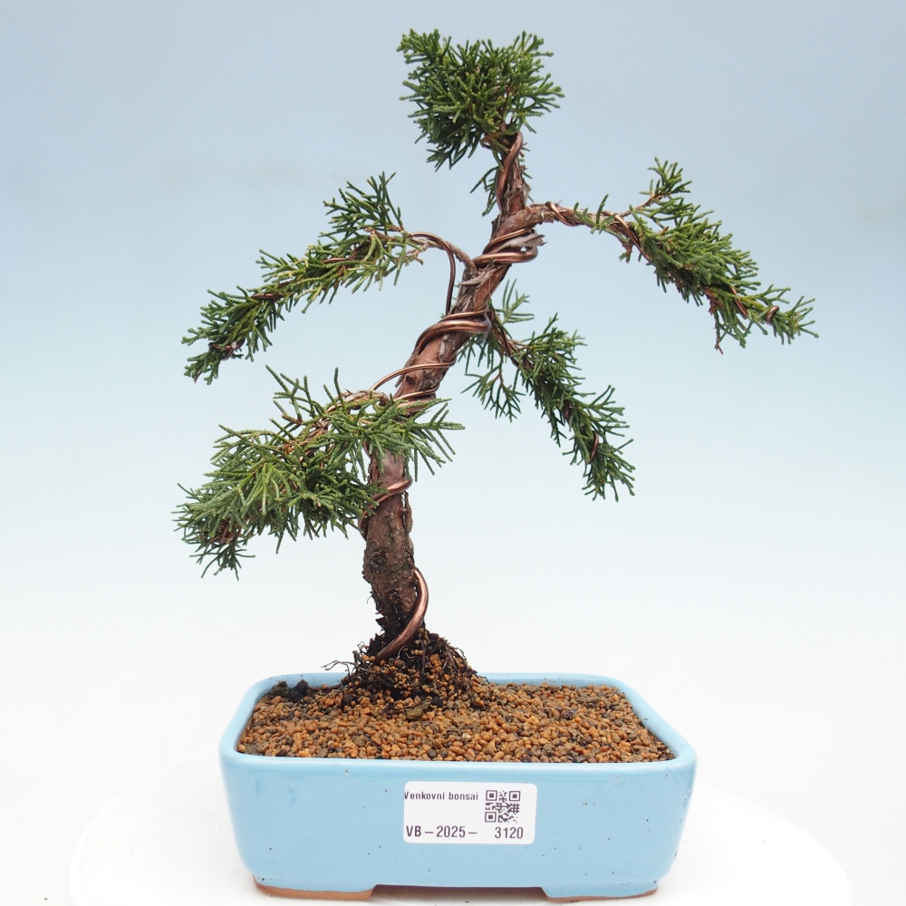 Venkovní bonsai - Juniperus chinensis Kishu -Jalovec čínský